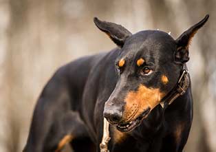 Menacing Looking Dog